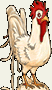 Chicken Avatar